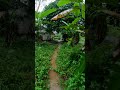 Walking Lush, Rain-Kissed Footpaths in the Countryside #shorts