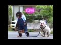1080p Super Monkey Lovely Dog Season 01 Ep 17 
