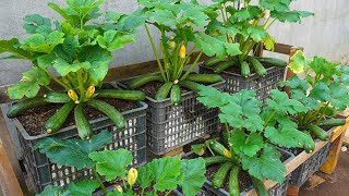 Почему так легко выращивать кабачки? Узнайте, как вырастить кабачки в домашних условиях.