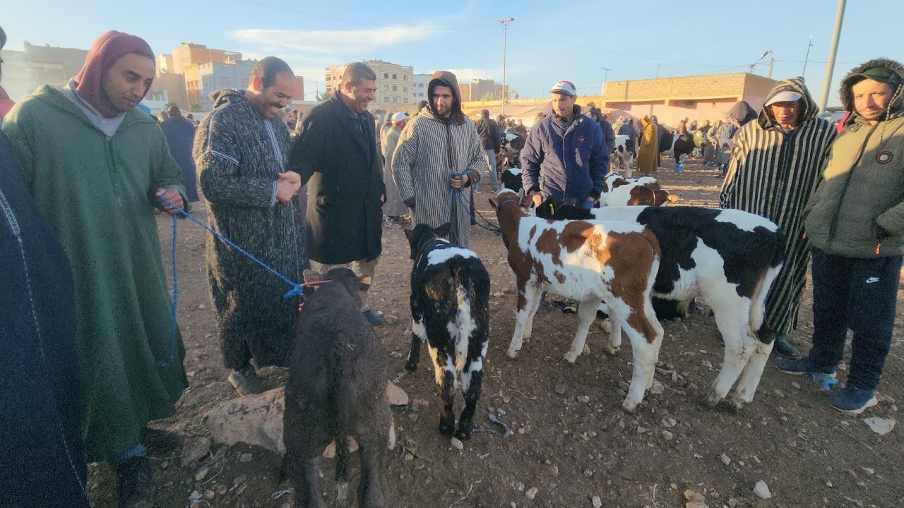 مباشرة من سوق الأسبوعي حد لولاد عبدون نقدم لكم أتمنة بكرات تاريخ تصوير 26/1/2025🇲🇦