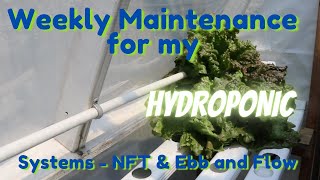 Home Hydroponic Weekly Maintenance - NFT and Ebb and Flow System