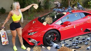 CRAZY WIFE Covers Husband's Lamborghini with BIRD FOOD   **CAUGHT HIM WITH ANOTHER GIRL** by DerekDeso 21,437 views 2 years ago 6 minutes, 32 seconds