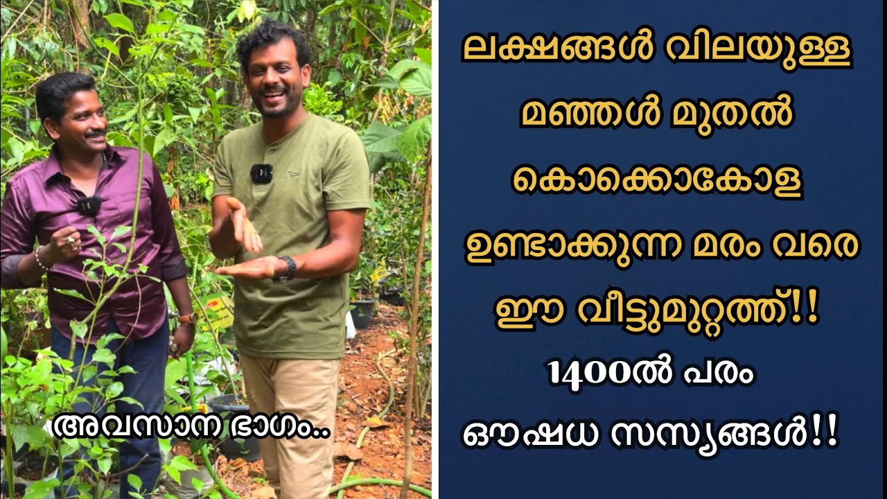 ലക്ഷങ്ങൾ വിലയുള്ള മഞ്ഞൾ മുതൽ കൊക്കൊകോള ഉണ്ടാക്കുന്ന മരം വരെ ഈ വീട്ടുമുറ്റത്ത് 1400ൽ പരം ഔഷധ സസ്യങ്ങൾ