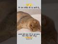मेरे पास गर्लफ्रेंड की पद खाली है... #funny #cat #cute #jokes #comedy #pets #shayari #subscribe