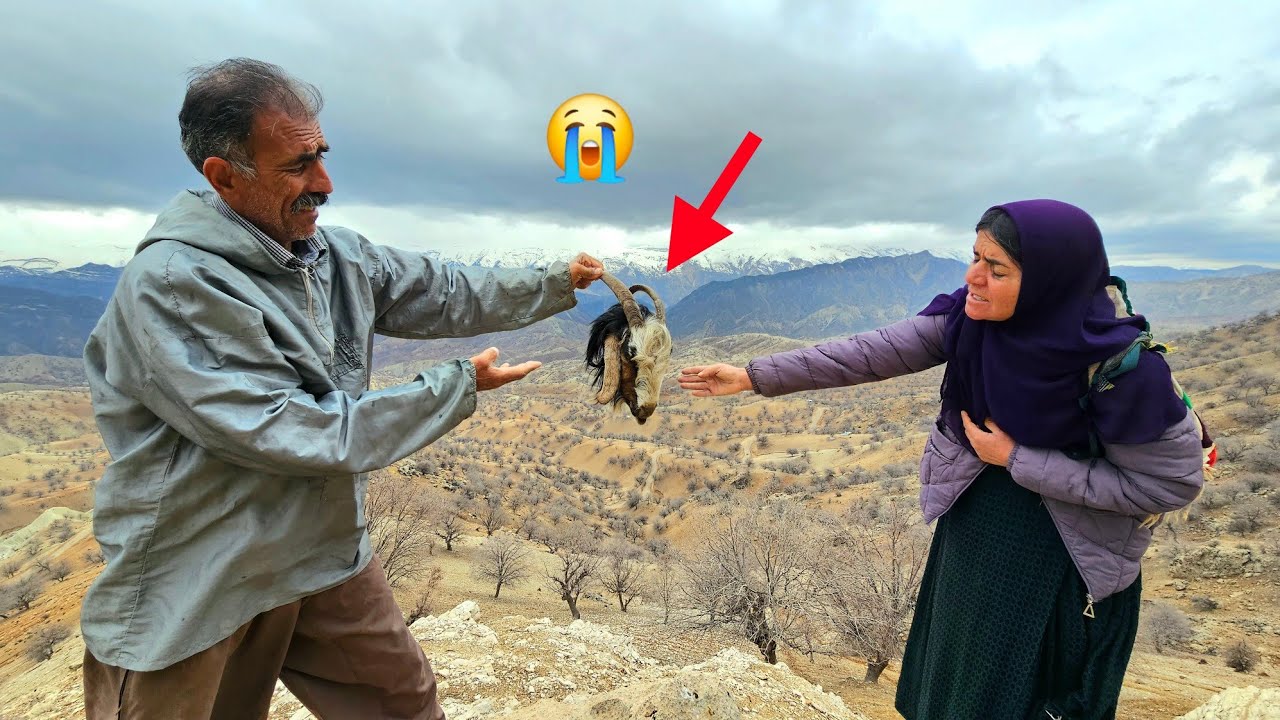 Wolf attack sheep in Zagros and upsetting two nomadic couples