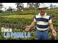 Finca La Pavilla - Alvaro Castro Gomez