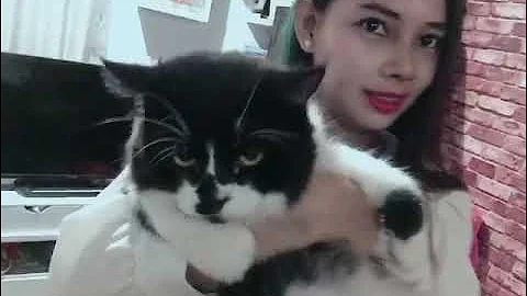 Video 4214911: kucing american bobtail, kucing american shorthair
