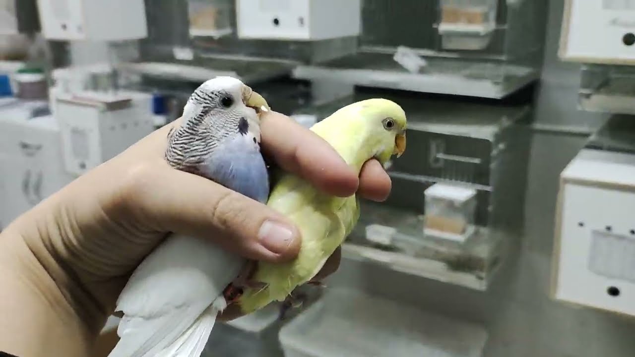 KUŞLARIMIZI EŞE ATTIK 15 TAKIM BİRDEN ÇİFTLEŞTİ🤩