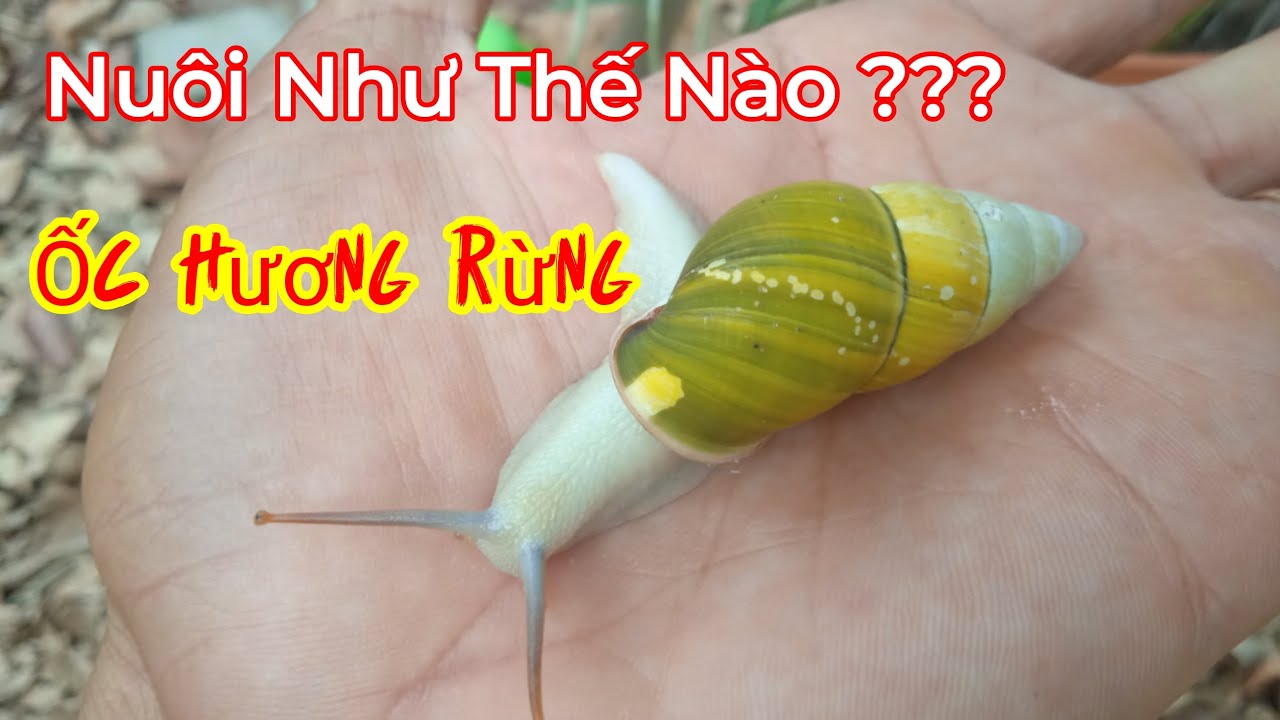 Nuôi Như Thế Nào Ốc Hương Rừng - YouTube