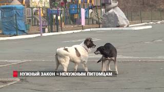 Федеральный закон решит проблему с бездомными животными в ПРиморье Федеральный закон решит проблему с бездомными животными в ПРиморье