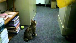 Bobcat crossed with a domestic cat