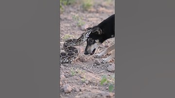 Python brutally attacked the dog #shorts #wildlife #python #dog #attack
