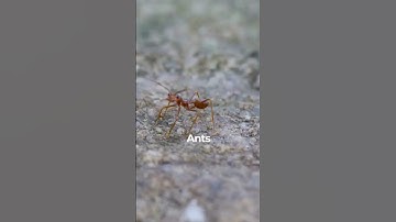 Why Ants Walk In A Straight Line?🤔😮 #shorts #facts