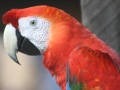 Red and green macaw  explorers inn lodge tambopata per
