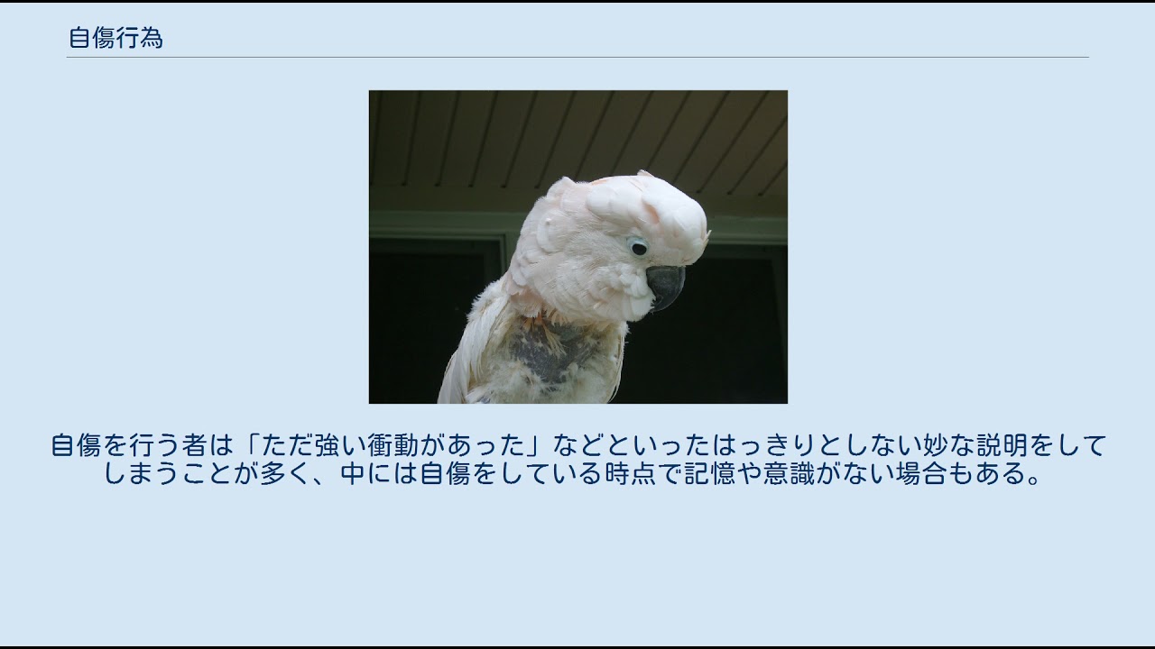 自傷行為 Youtube