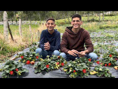 Video: Cultivar fresas en invernadero todo el año como negocio