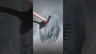 I Found a Hidden Trilobite in my Rock Collection!