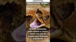 Cobra Capitão do Mato - Curiosidades#3