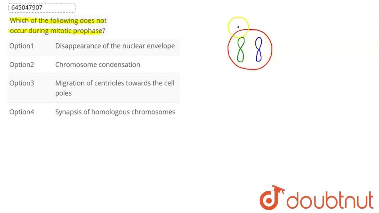 Which Of The Following Does Not Occur In The Mitochondria Which of the following does not occur during mitotic prophase? | CLASS