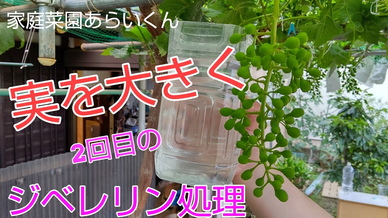 【シャインマスカット】第２１回、ジベレリン処理【２回目】