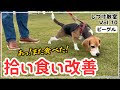 【犬しつけ】【拾い食い】たった30分の練習で拾い食い改善!【ビーグル】