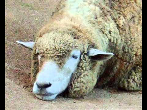 まんまるひつじ（Round Round Sheep）作・編曲：彦坂 恭人(Yasuto Hikosaka)