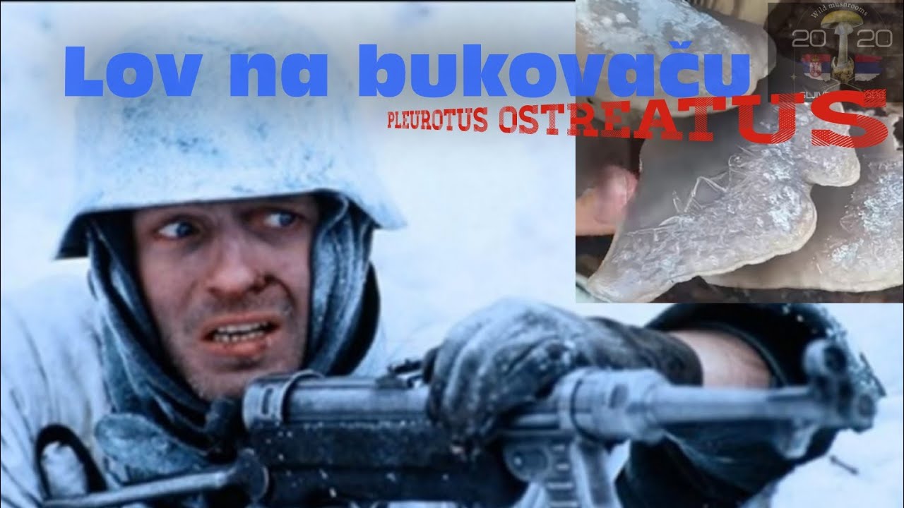 LOV NA BUKOVAČU, Pleurotus ostreatus 