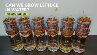 #92 Simple and Easy Lettuce Hydroponics Setup at Home : No Expensive Equipment Needed