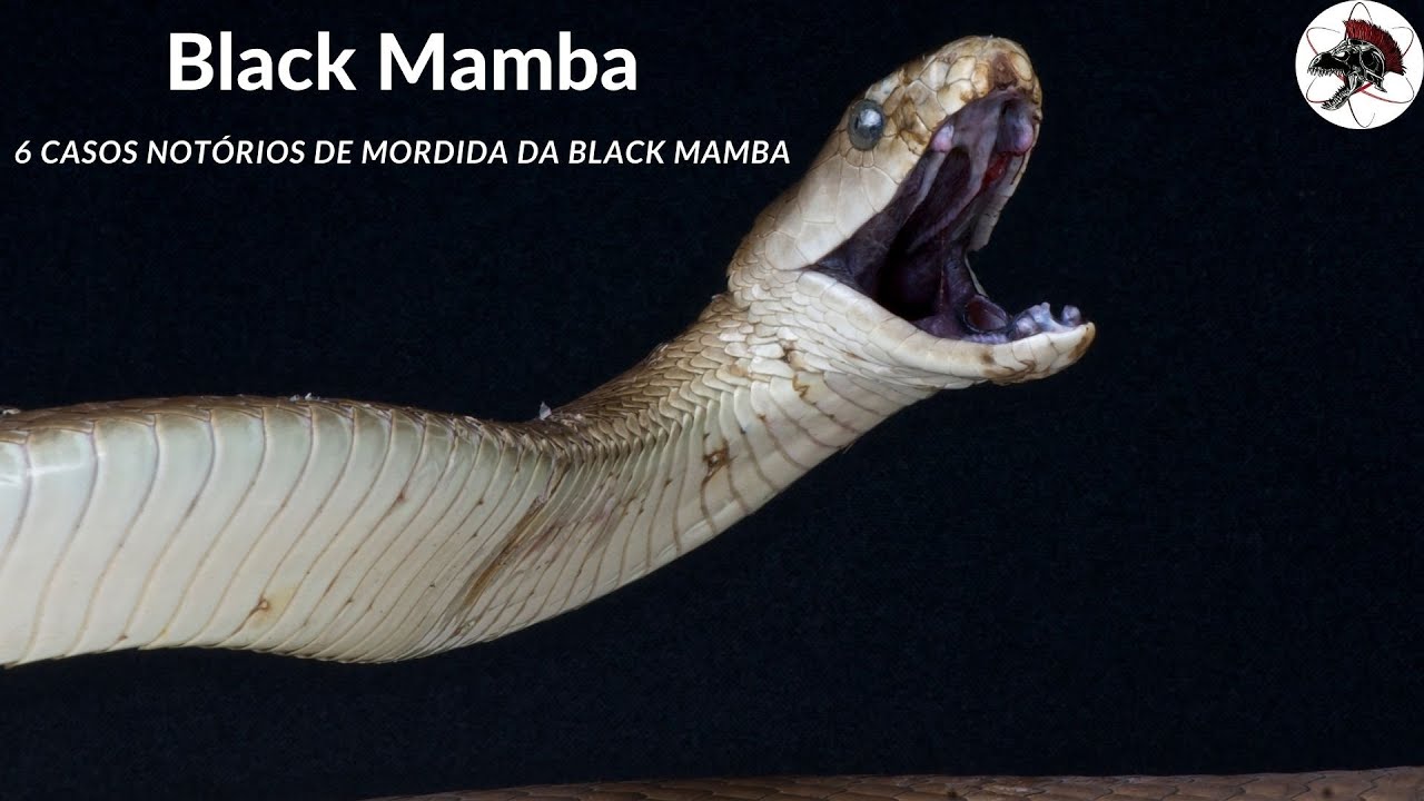 6 Casos de Mordida da Black Mamba | Biólogo Henrique o Biólogo das Cobras