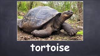 Year 4 Module 8 - Are You an Animal Expert?
