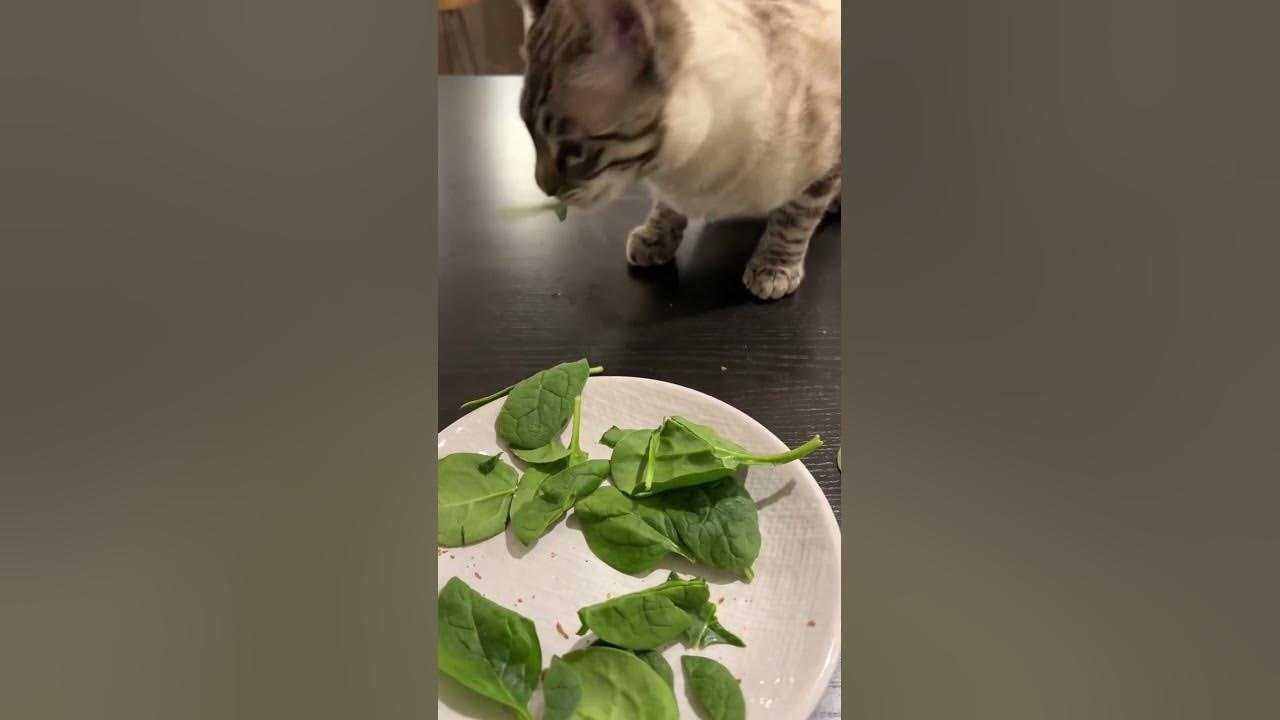 have-you-ever-seen-a-cat-eat-spinach-healthy-youtube