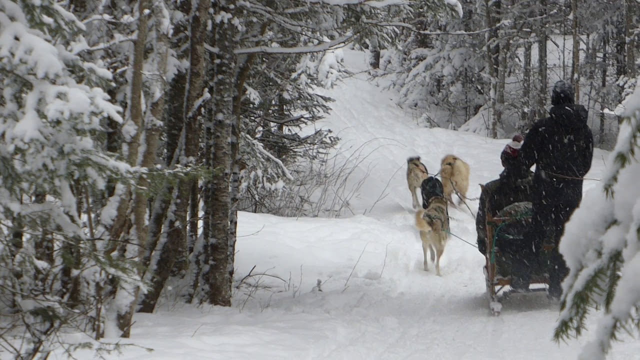 Dog Sledding in Algonquin, Ontario, Canada with Chocpaw YouTube