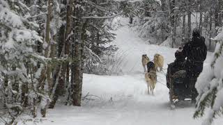 Dog Sledding in Algonquin, Ontario, Canada with Chocpaw by Andrew 2,796 views 6 years ago 1 minute, 15 seconds