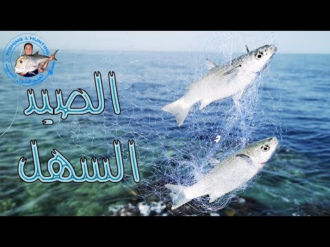 فيديو: كيف تصطاد بالشبكة