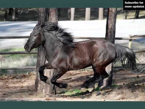 Horse Canadian | Picture Ideas Of Horse Breed Canadian