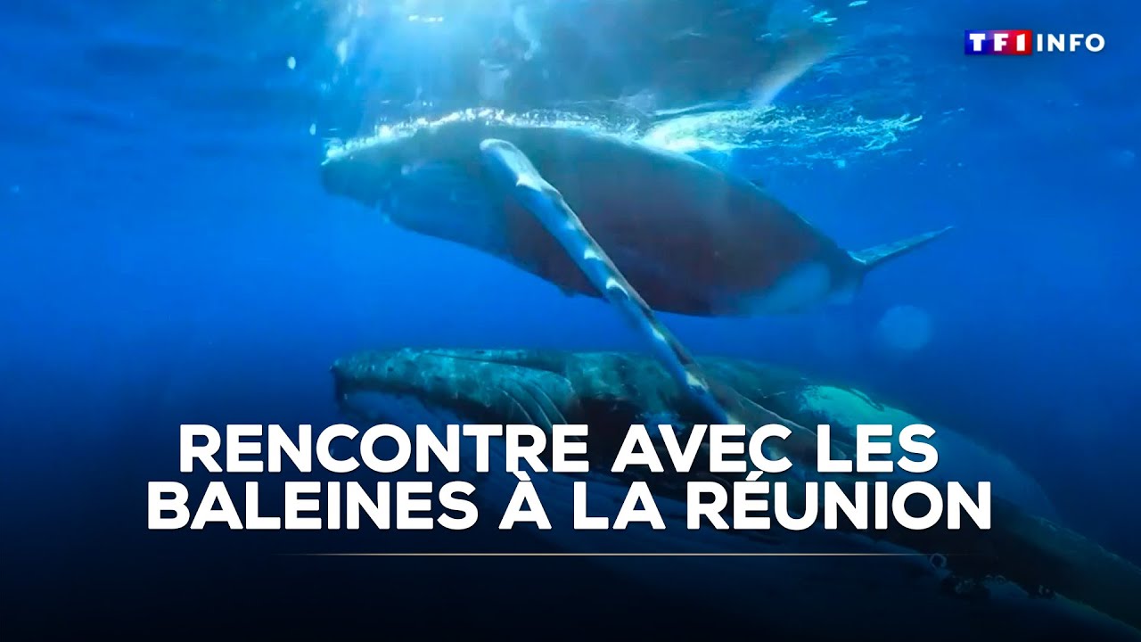 Rencontre avec les baleines à La Réunion｜TF1 INFO