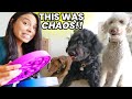 3 CRAZY DOGS Morning Mayhem! 🤪 Survive &amp; Thrive Routine 🍽️💪