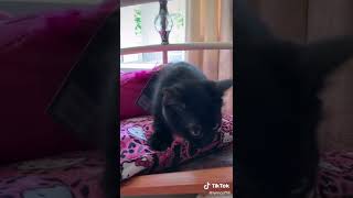 Spoiled kitty 🐈💕💕💕 #kitty #spoiledkitty #sweetcat #cutekitty #catvideo #catlover #funnycat #catlife by Cutest Kitty 1 view 1 year ago 1 minute, 6 seconds