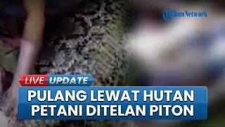Petani di Kepulauan Sula Tewas Ditelan Ular Piton saat Pulang Lewat Hutan, Jasad Ditemukan di Perut