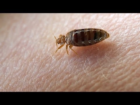 Video: Veggedyr (25 Bilder): Hvordan Ser Hjemmebugs Ut Og Hvordan Bli Kvitt Dem? Midler For Utryddelse Og Kontroll, Størrelse Og Livssyklus For Veggedyr