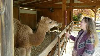 Softest camel ever LOVES scratches. screenshot 2