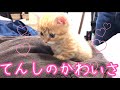 超絶可愛すぎる生後2ヶ月の子猫の成長日記。【短足マンチカン】Munchkin Kitten like an angel