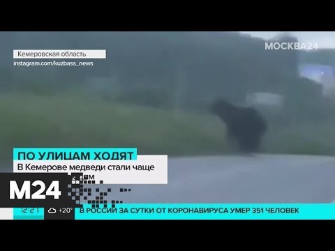 В Кемерове медведь выбежал на дорогу - Москва 24