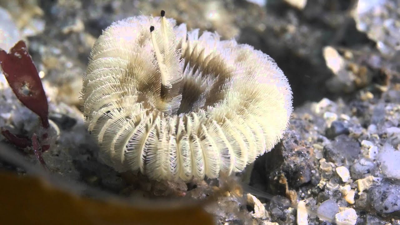 Sabellid Sabellid Worm - Megalomma pigmentum - YouTube