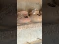 Java Sparrow Breeding Season Progress 2024 I white java l Fawn Java l Gray Java l java Birds