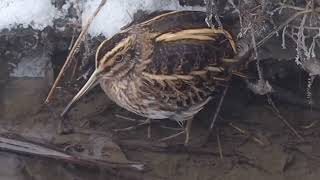 Jack Snipe bobbing