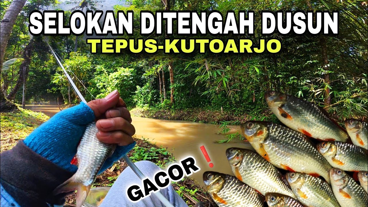 🍃CEK SPOT SELOKAN KUTOARJO IKAN DERBANGNYA GACOR💥 mancing wader abang umpan roti MS-537