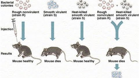 Molecular Basis of Inheritance Class 12 // Griffith