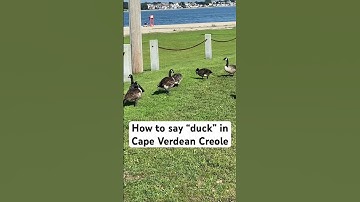 Learn how to speak Cape Verdean Creole with me. #caboverde #animals #language #languagelearning #cv