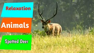 4k animal | animal cams | safari discovery live | jungle discovery | wildlife